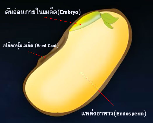 รูปส่วนประกอบของเมล็ดพันธุ์